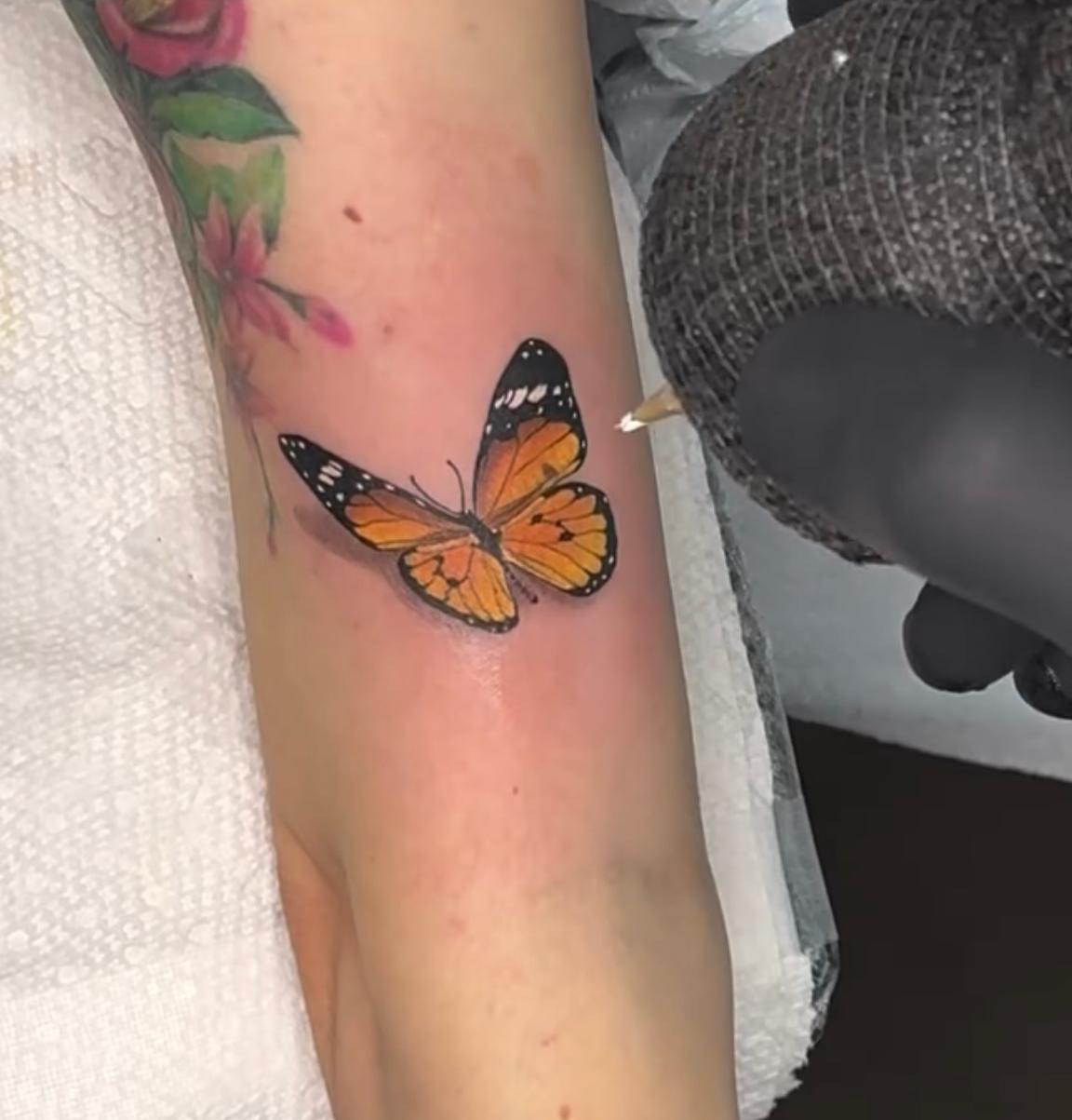 Monarch Butterfly — Color